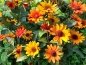 Preview: Stauden Sonnenblumen MIX - Helianthus