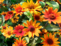 Preview: Stauden Sonnenblumen MIX - Helianthus