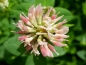 Mobile Preview: Schwedenklee - Trifolium hybridum