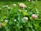 Mobile Preview: Schwedenklee - Trifolium hybridum