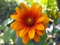 Mobile Preview: Sonnenauge - Heliopsis helianthoides var. scabra - 'Bleeding Hearts'