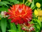 Preview: Strohblume "Red" Helichrysum bracteatum