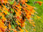 Preview: Duftnessel Orange- Agastache aurantiaca 'Apricot Sprite'