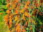 Preview: Duftnessel Orange- Agastache aurantiaca 'Apricot Sprite'