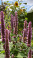 Mobile Preview: Mexikonessel - Agastache x pallida 'Globetrotter'