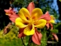 Preview: Gelbe Akelei - Aquilegia chrysantha 'Yellow Queen'