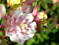 Preview: Akelei - 'WINKY Double Rose & White' - Aquilegia vulgaris