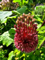 Preview: Allium amethystinum - Red Mohican