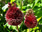 Preview: Allium amethystinum - Red Mohican