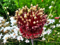 Preview: Allium amethystinum - Red Mohican