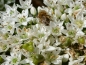 Mobile Preview: Schnittknoblauch - Allium tuberosum