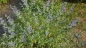 Preview: Bartblume - Caryopteris clandonensis