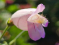 Preview: Schlangenkopf Bartfaden - Penstemon palmeri