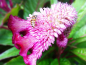 Preview: Brandschopf - Celosia cristata 'Nana'