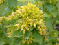 Preview: Gold-Braunwurz - Scrophularia chrysantha