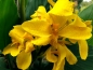 Preview: Indisches Blumenrohr Gelb - Canna Indica "Yara"