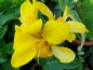 Preview: Indisches Blumenrohr Mix - Canna indica