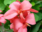 Mobile Preview: Indisches Blumenrohr - Canna edulis "Fuchsia"