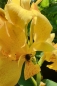 Preview: Indisches Blumenrohr Mix - Canna indica