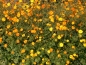 Preview: Orangenen Kosmee - Cosmos sulphureus