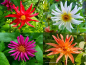 Preview: Niedrige Kaktus-Dahlie - Dahlia variabilis