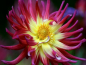 Preview: Niedrige Kaktus-Dahlie - Dahlia variabilis