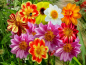 Preview: Dahlien MIX - Dahlia