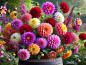 Preview: Dahlien MIX - Dahlia