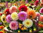 Preview: Dahlien MIX - Dahlia