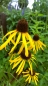 Mobile Preview: Gelber Sonnenhut - Echinacea paradoxa