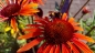 Mobile Preview: Sonnenhut - Echinacea purpurea