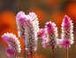Preview: Federbusch - "Flamingo Pink" - Celosia argentea spicata
