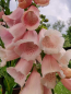 Preview: Fingerhut - Digitalis purpurea