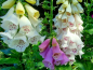 Preview: Fingerhut - Digitalis purpurea