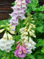 Preview: Fingerhut - Digitalis purpurea