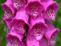 Preview: Saatgut Fingerhut MIX---Digitalis-purpurea