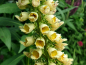 Preview: Wollige Fingerhut - Digitalis lanata