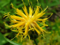 Preview: Gelbe Flockenblume - Centaurea rupestris