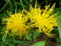 Preview: Gelbe Flockenblume - Centaurea rupestris