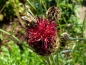 Mobile Preview: Flockenblume - Centaurea atropurpurea