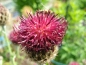 Preview: Purpur Flockenblume - Centaurea atropurpurea