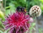Mobile Preview: Flockenblume - Centaurea atropurpurea