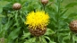 Preview: Saatgut Flockenblume Gelber Riese - Centaurea macrocephala