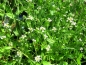 Preview: Gartenkresse - Lepidium sativum
