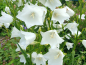 Preview: Weiße Pfirsichblättrige Glockenblume - Campanula persicifolia 'Alba'