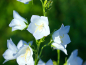 Preview: Weiße Pfirsichblättrige Glockenblume - Campanula persicifolia 'Alba'