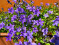 Preview: Hängepolster Glockenblume - Campanula poscharskyana