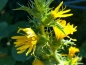 Preview: Spanische Golddistel - Scolymus hispanicus