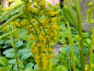 Preview: Goldtröpfchen - Chiastophyllum oppositifolium