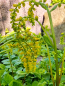 Preview: Goldtröpfchen - Chiastophyllum oppositifolium